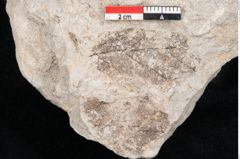 Foto (Detailansicht) von Quercus sp. ? (NHMW-GEO-2024-0188-10172)